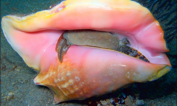 conch